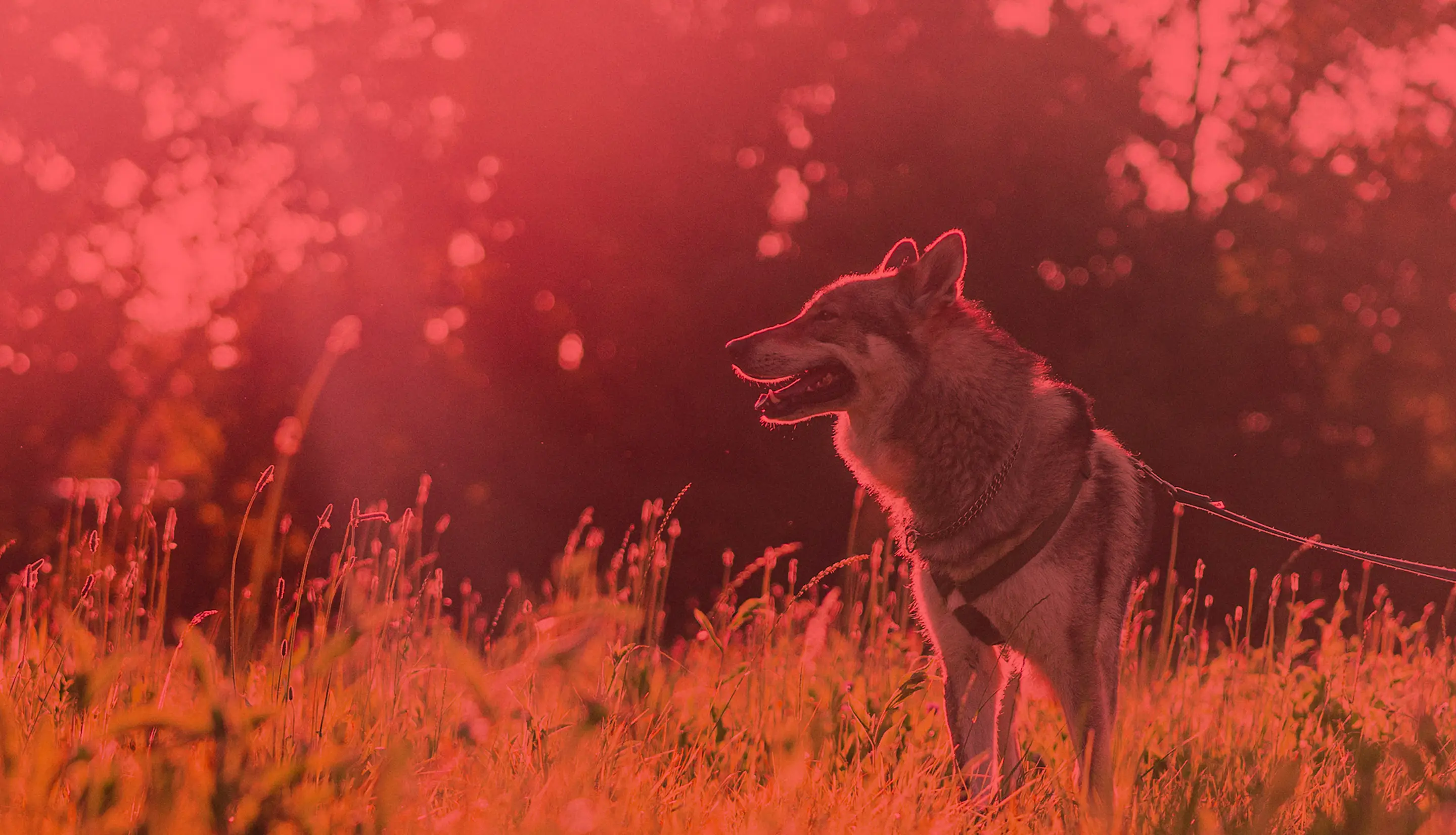 Pedala coi Lupi - Parco di Monza 31Maggio 2025